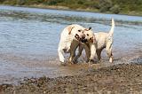 LABRADOR 203